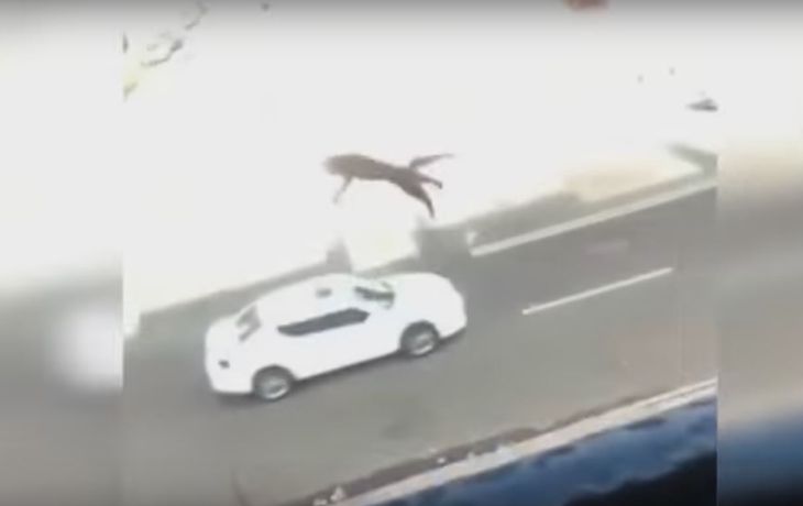 Una joven tira a un gato de un tercer piso