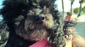 soledad fandino mostro su pancita junto a rene, el cantante de calle 13 soledad fandino mostro su pancita junto a rene, el cantante de calle 13