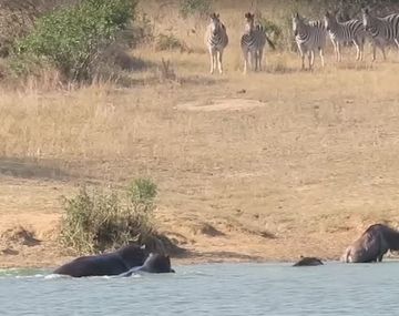 Un ñu es salvado de un cocodrilo por dos hipopótamos