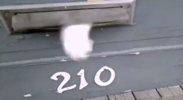 VIDEO: Un gato enojado no deja que el cartero haga su trabajo