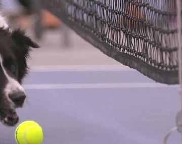 Australia: usan perros como ball boys