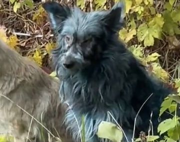 Misterio: hallaron perros con pelaje azul en la zona de exclusión de Chernobyl