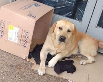 Conmovedor: un perro espera en la puerta del hospital a su dueño muerto