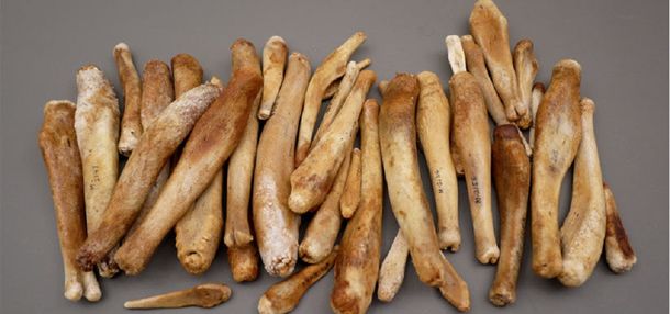 Distintos huesos de pene o baculums