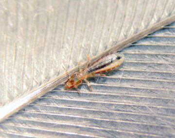 Qué son los bichitos negros que invadieron Buenos Aires