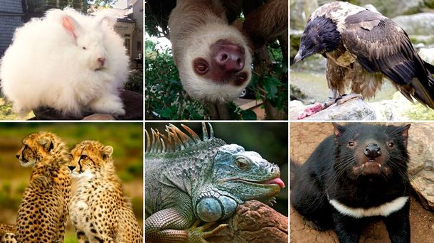 ¿Qué animal es el de la foto?