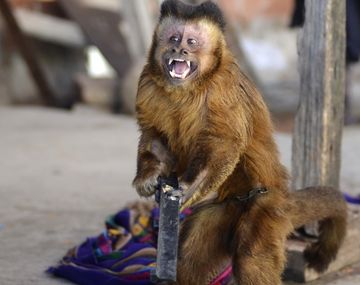 Foto gentileza: diario Crónica