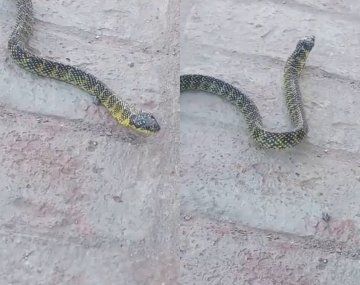 Susto por una víbora de casi dos metros suelta en plena calle