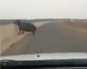 Un hipopótamo chocó un auto