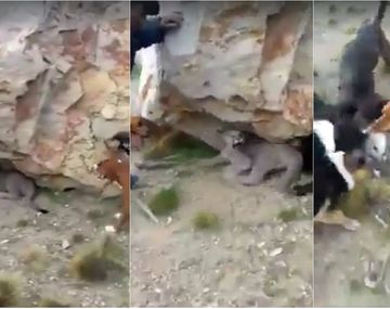 El brutal ataque de una jauría a un puma