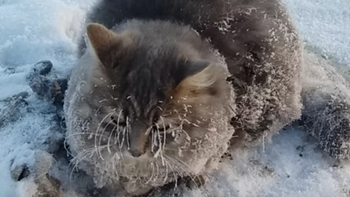 Gato rescatado Gato rescatado