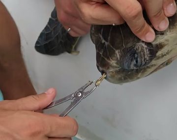 Rescataron a una tortuga marina que tenía un sorbete atorado en la nariz