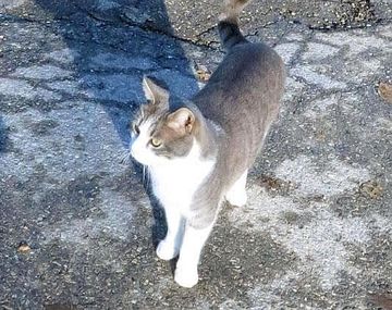 El devoto gato Toldo