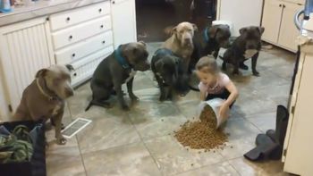 una nina alimenta a seis perros pitbulls una nina alimenta a seis perros pitbulls