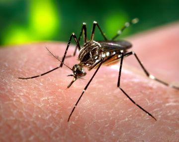 Advierten sobre un nuevo virus llamado Zika