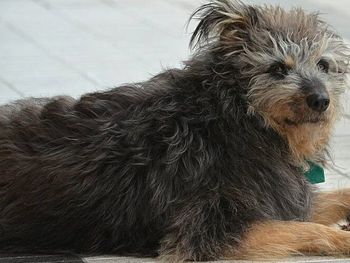 Una multitud se reunió para darle el último adiós al perro más querido