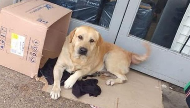 Jujuy: un perro espera en la puerta del hospital a su dueño muerto