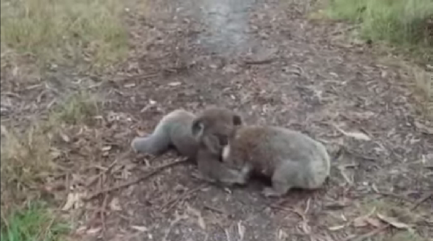 Caminaba por un bosque de Australia y se topó con dos tiernos koalas peleando