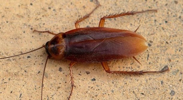 La pesadilla de todos: las cucarachas cada vez son más resistentes a los insecticidas