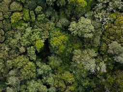 El 4,8% de la superficie de Uruguay está cubierta por bosque nativo. El 4,8% de la superficie de Uruguay está cubierta por bosque nativo.