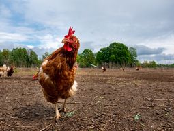 El avance de la gripe aviar en Uruguay preocupa al Ministerio de Ganadería, Agricultura y Pesca (MGAP). El avance de la gripe aviar en Uruguay preocupa al Ministerio de Ganadería, Agricultura y Pesca (MGAP).