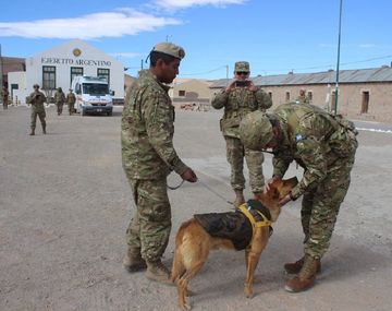 Perro del ejército ascendido a sargento