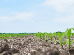 Se cosecharán entre 650 y 800 mil toneladas frente a las 3 millones que se esperaban para este año en Uruguay. Se cosecharán entre 650 y 800 mil toneladas frente a las 3 millones que se esperaban para este año en Uruguay.