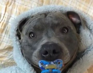 Un perro sonríe cuando le dan un chupete