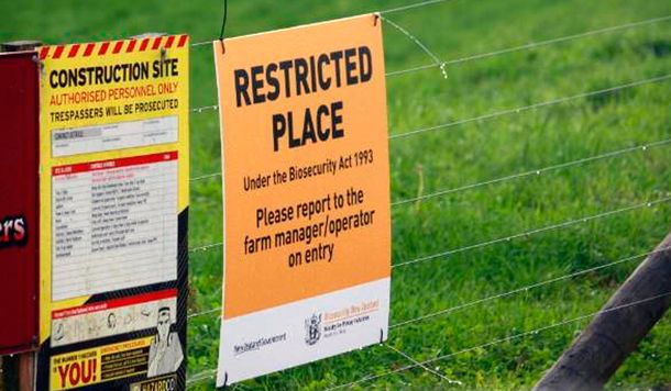 Nueva Zelanda sacrificará más de 150 mil vacas para erradicar una peligrosa enfermedad