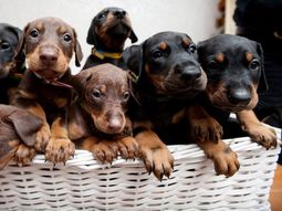 Compra perra doberman y nacen 14 crías