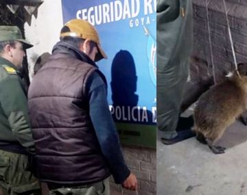 Corrientes: detienen a un hombre que quiso vender un carpincho bebé en redes sociales