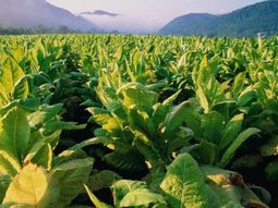 la planta de tabaco podria ser la clave para combatir las celulas cancerigenas la planta de tabaco podria ser la clave para combatir las celulas cancerigenas