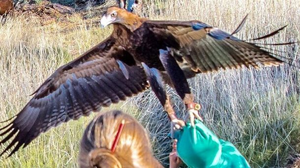 El impactante momento en que un águila trata de llevarse a un nene