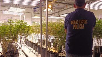 Una mujer usaba un grow shop como pantalla para vender marihuana