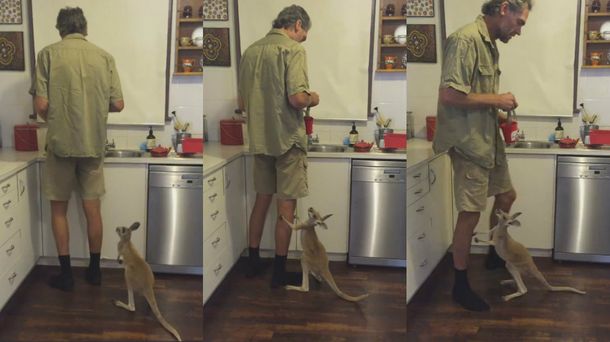 Una cría de canguro no puede contener su hambre al ver su comida