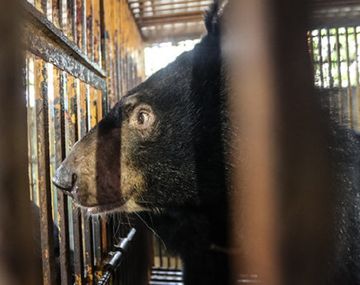 Tras pasar 10 años en una jaula