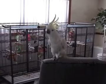Cacatúa rockera baila al ritmo de Queen
