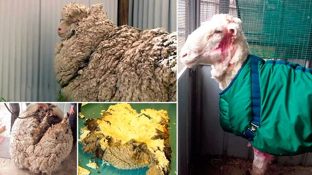 Conocé a Chris, la oveja más lanuda del mundo