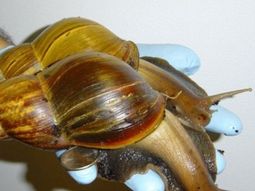 Alarma en Corrientes por un caracol gigante tóxico