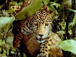 Jaguar Jaguar