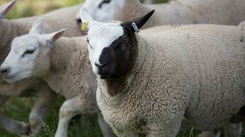 el curioso caso de la oveja blanca que nacio con la cara de dos colores el curioso caso de la oveja blanca que nacio con la cara de dos colores