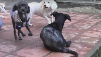 Perros refugio Las Renatas. Captura de pantalla Perros refugio Las Renatas. Captura de pantalla