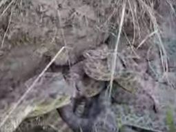 video: perdio su camara gopro en nido de serpientes y esto se vio video: perdio su camara gopro en nido de serpientes y esto se vio