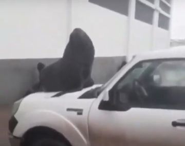 Un lobo marino apareció arriba de una camioneta