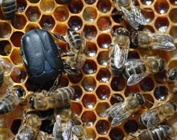 ¿Fue la abeja?: los motivos por los que hay alerta sanitario en el país