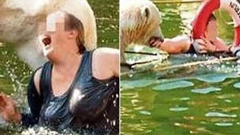 oso polar ataque oso polar ataque