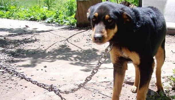 Ahorcó a una perra para corregirla y la mató: apenas lo multaron