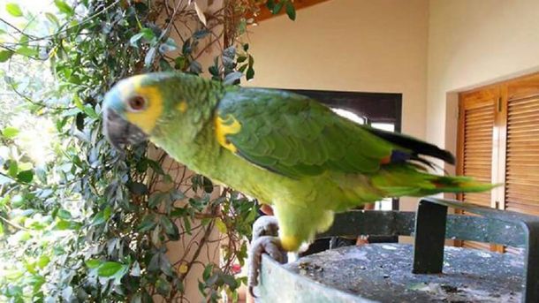 El loro que desapareció de su casa en Neuquén