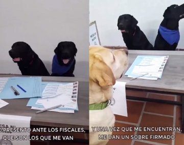 El tutorial viral sobre cómo votar en las PASO protagonizado por un perro que hasta cuenta su elección