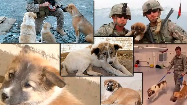 Un soldado se hizo amigo de tres perros que le salvaron la vida
